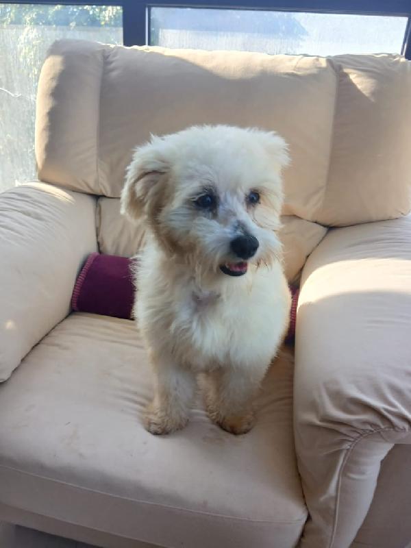 Flex, Un Tenero Maltese